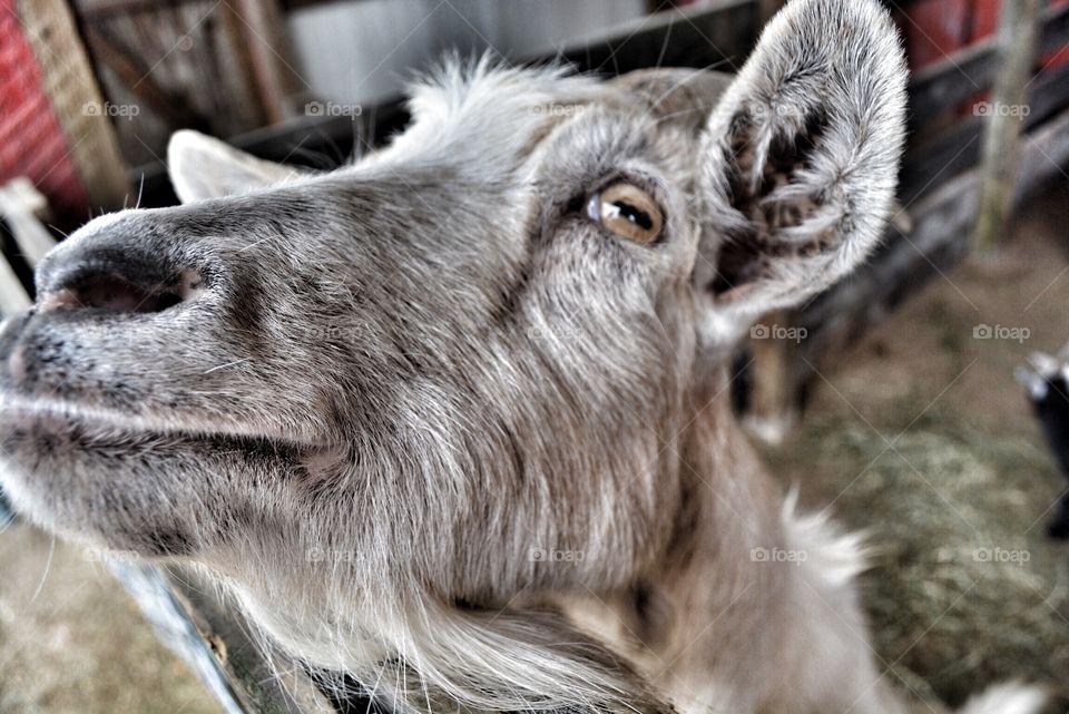 Old goat posing for me