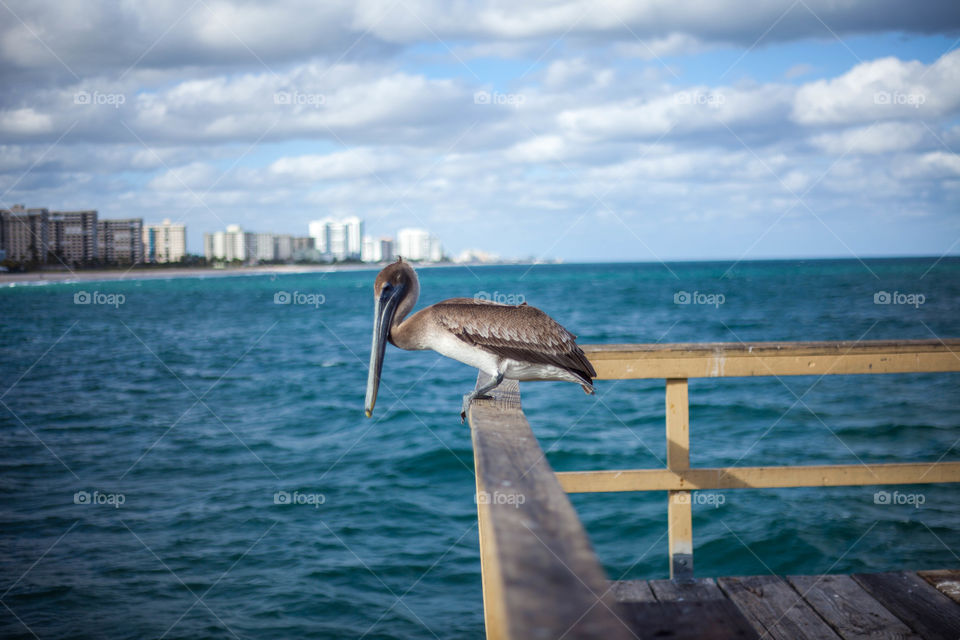 Pelican on the prowl