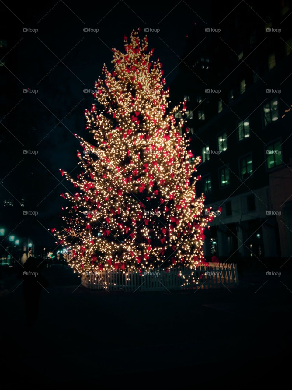 No Person, Christmas, Tree, Winter, Light