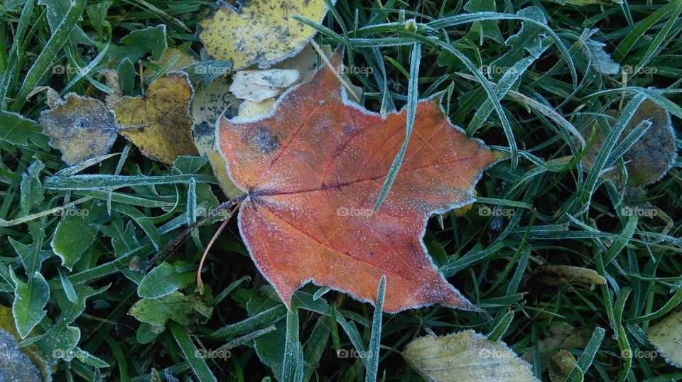 frosty maple leaf