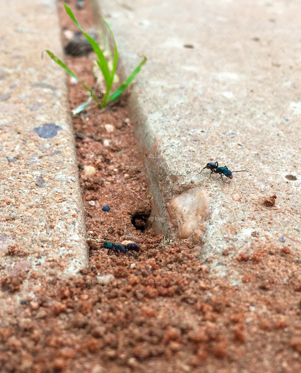 Working worker ants near nest hole opening close up