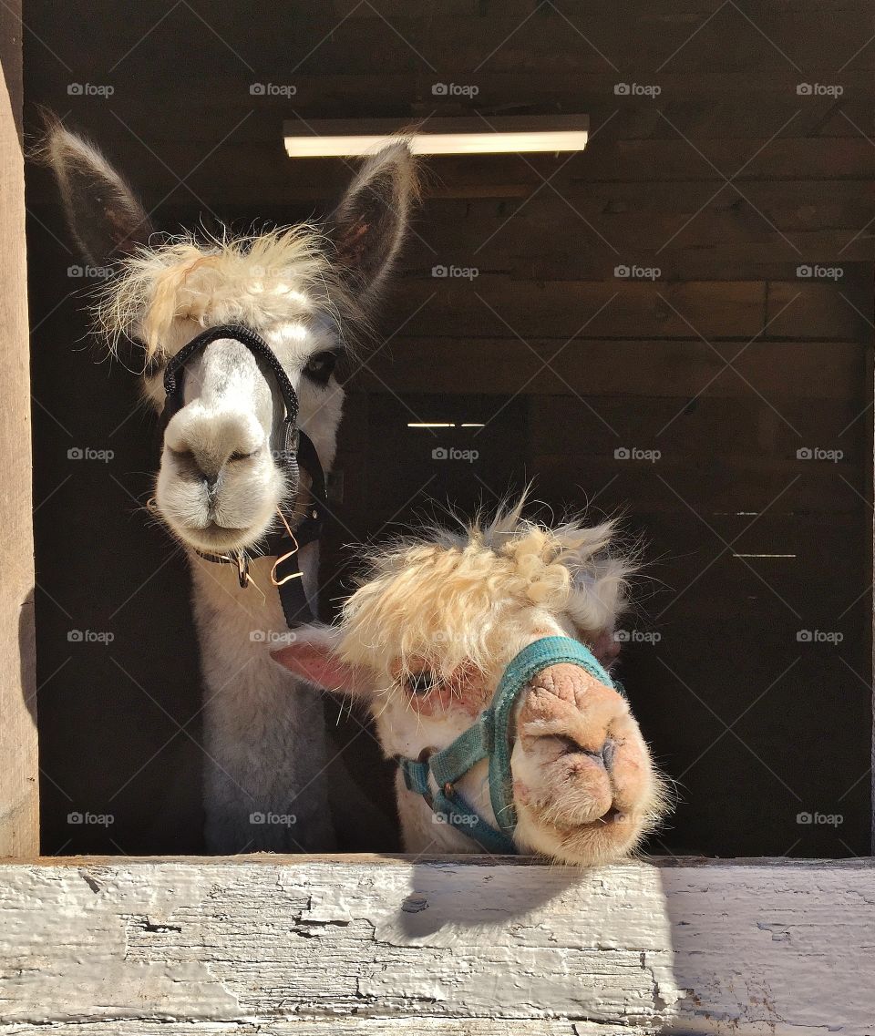 Two llamas in a barn