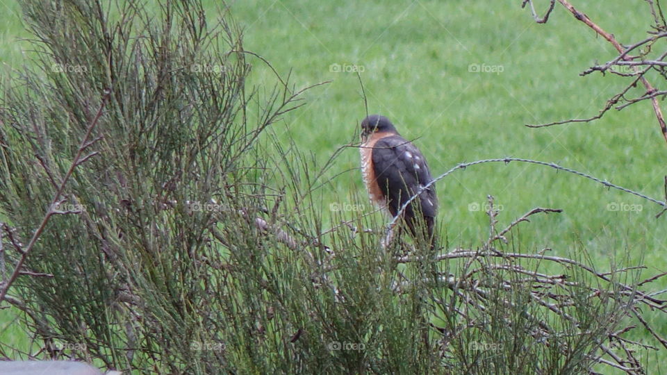 Male sparrow hawk 