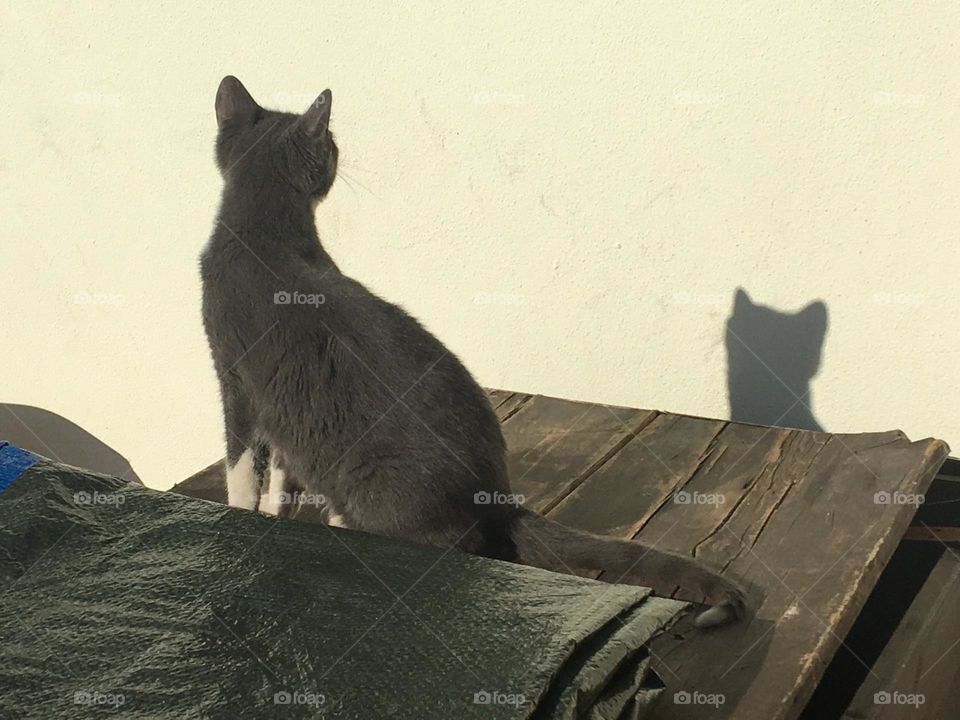 Cat and his shadow 