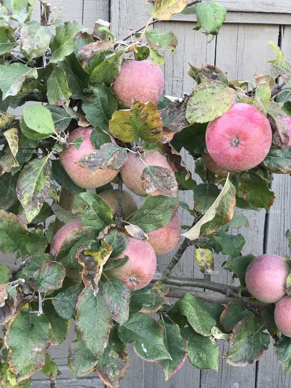 Autumn apples