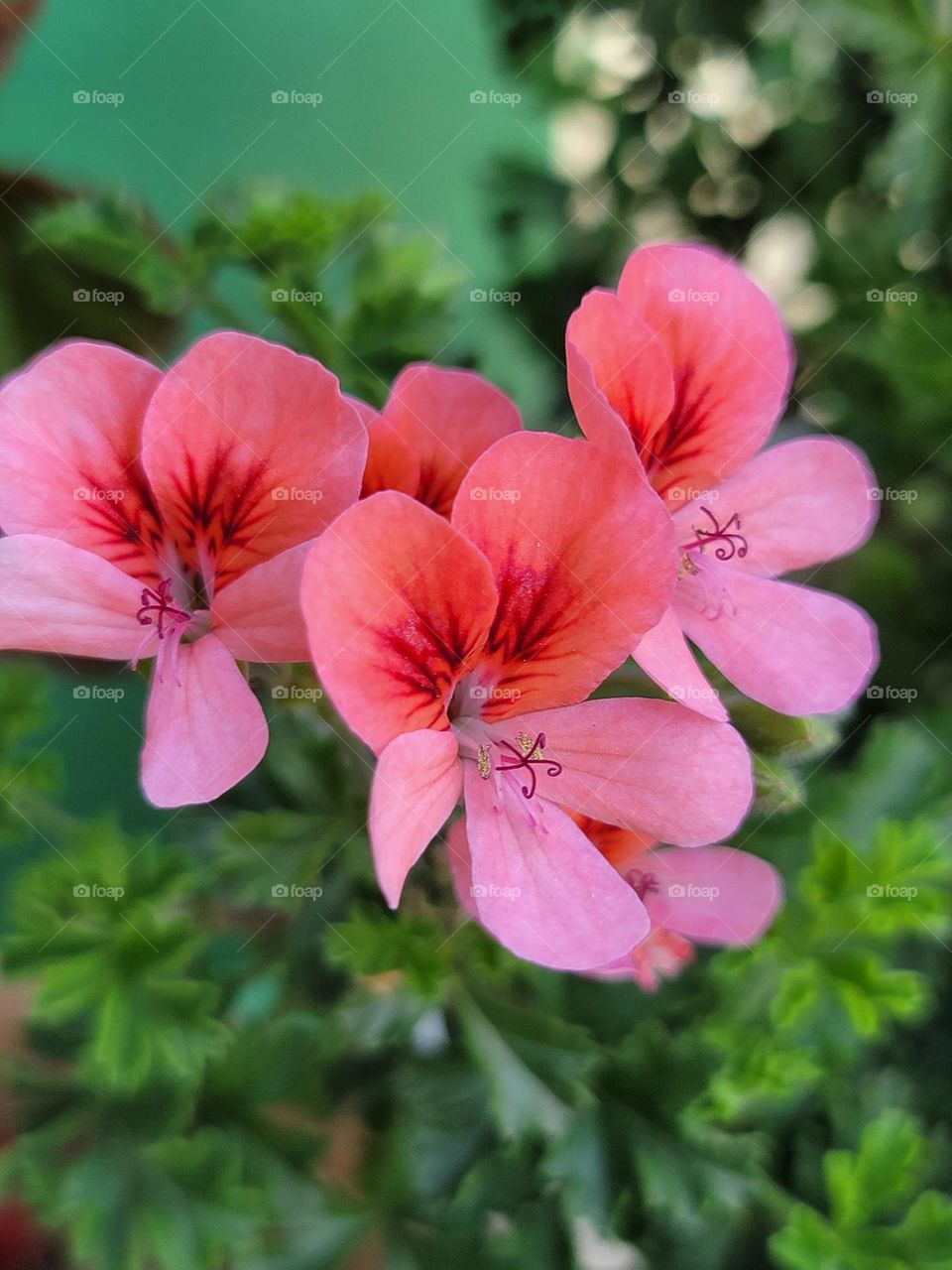 Spring paints the world in vivid hues. Soft pink cherry blossoms, tender green leaves, sunny yellow daffodils, and sky-blue clear days blend into a breathtakingly beautiful palette.