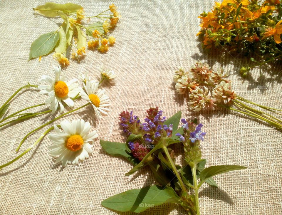 Flower, Flora, Leaf, Bouquet, Aromatherapy