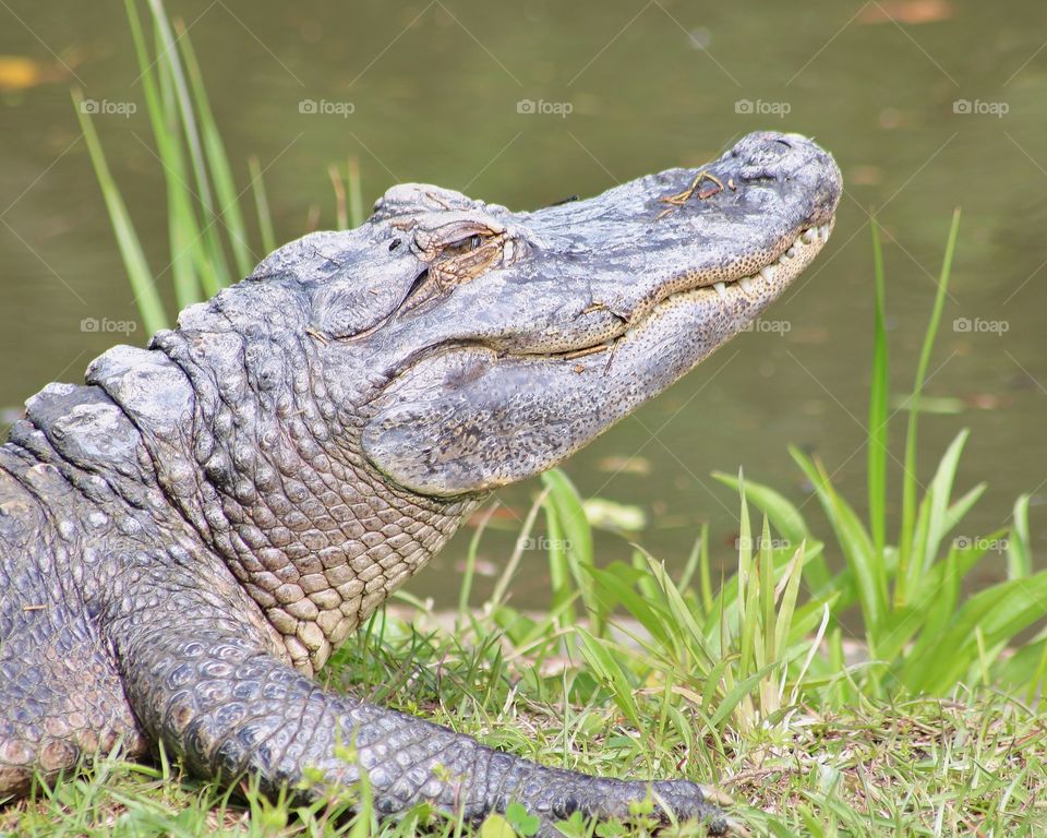 smiling Alligator