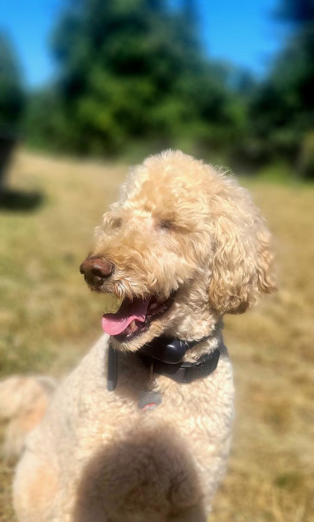 golden doodle
