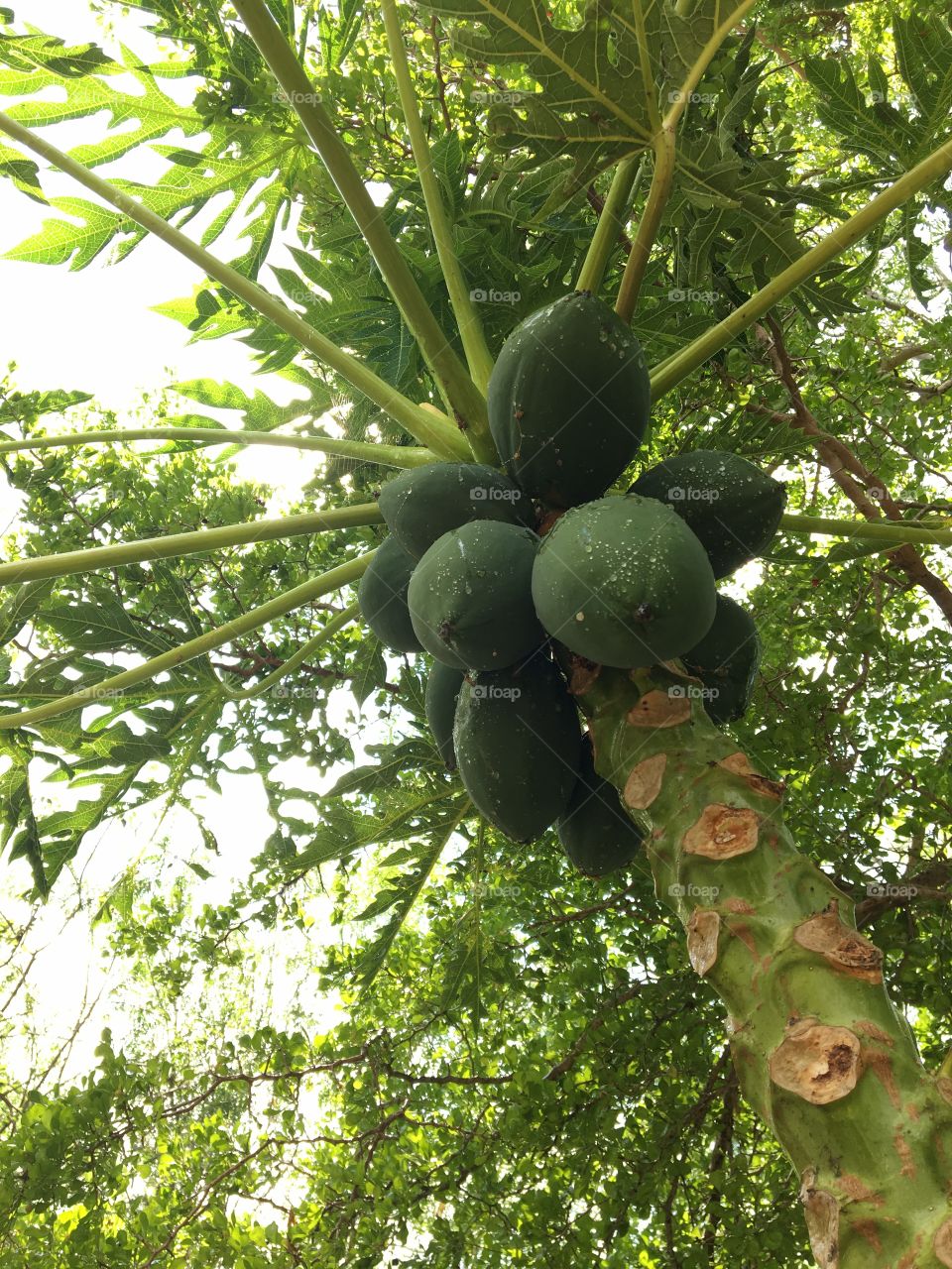 A tropical papaya tree, taken from a low angle. The fruit is still green. Fresh raindrops from a recent storm linger on the fruit. The sun shine lights up the greenery of the scene.