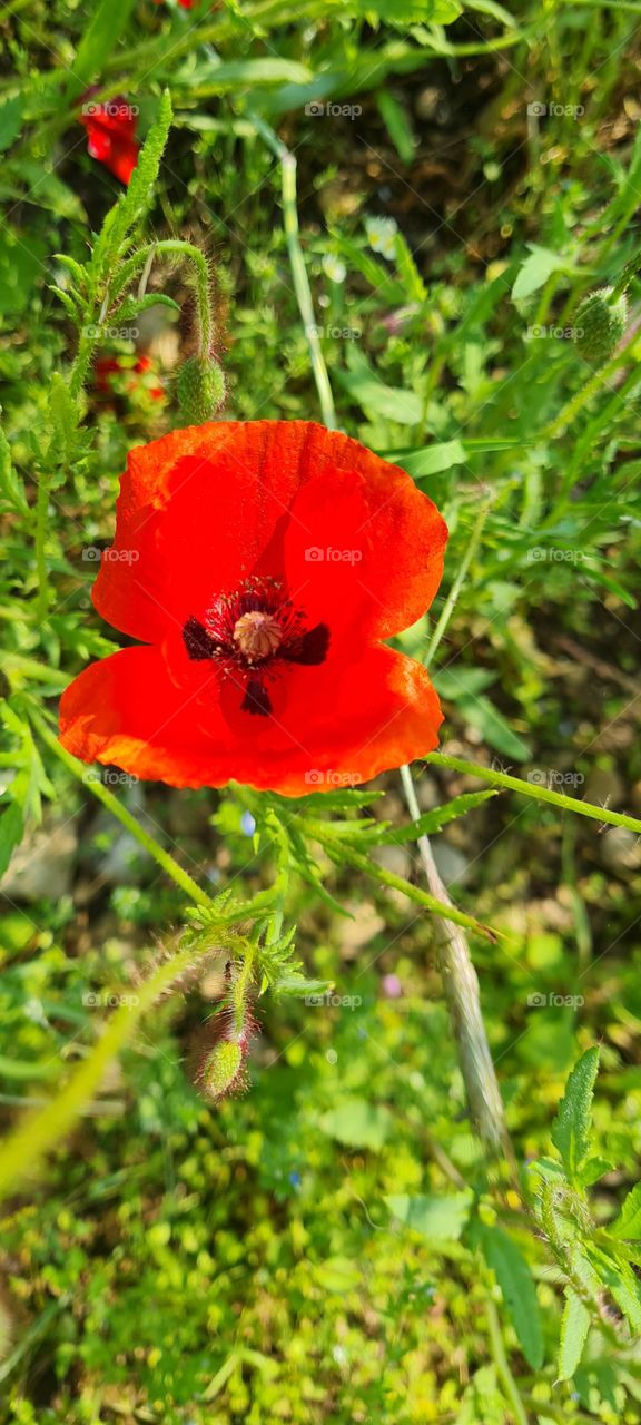 poppies