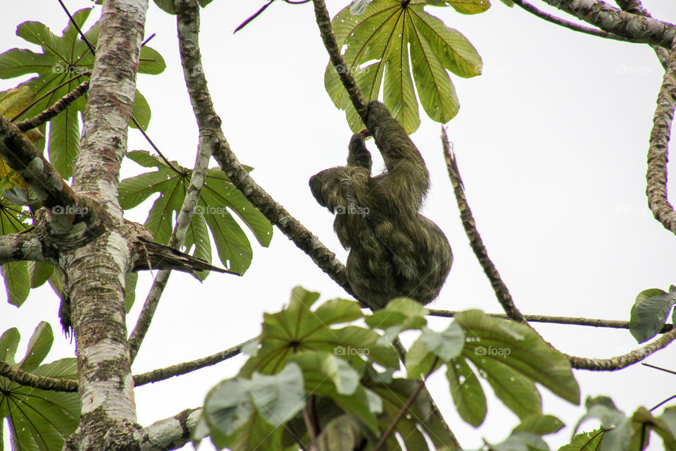 Costa Rica sloth in a tree
