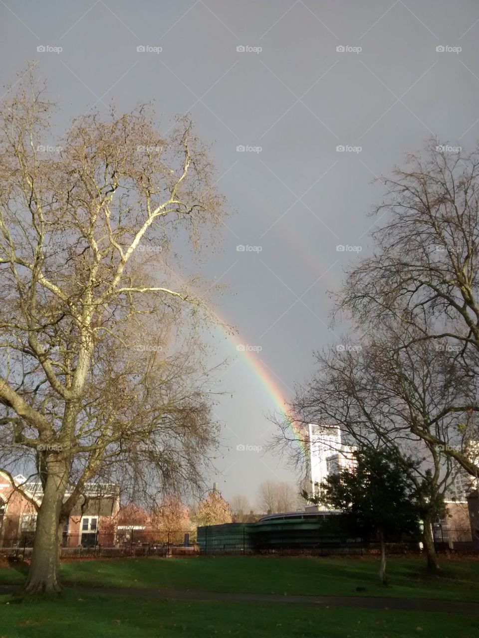 Double rainbow in trees