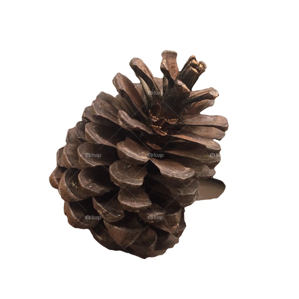Pine cone on white background