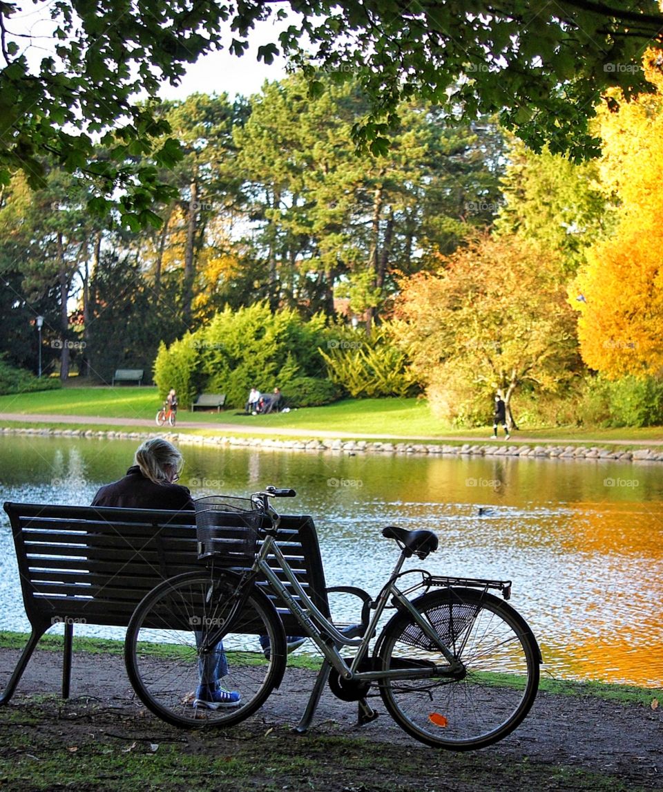 Park, Bench, Tree, Fall, Wood