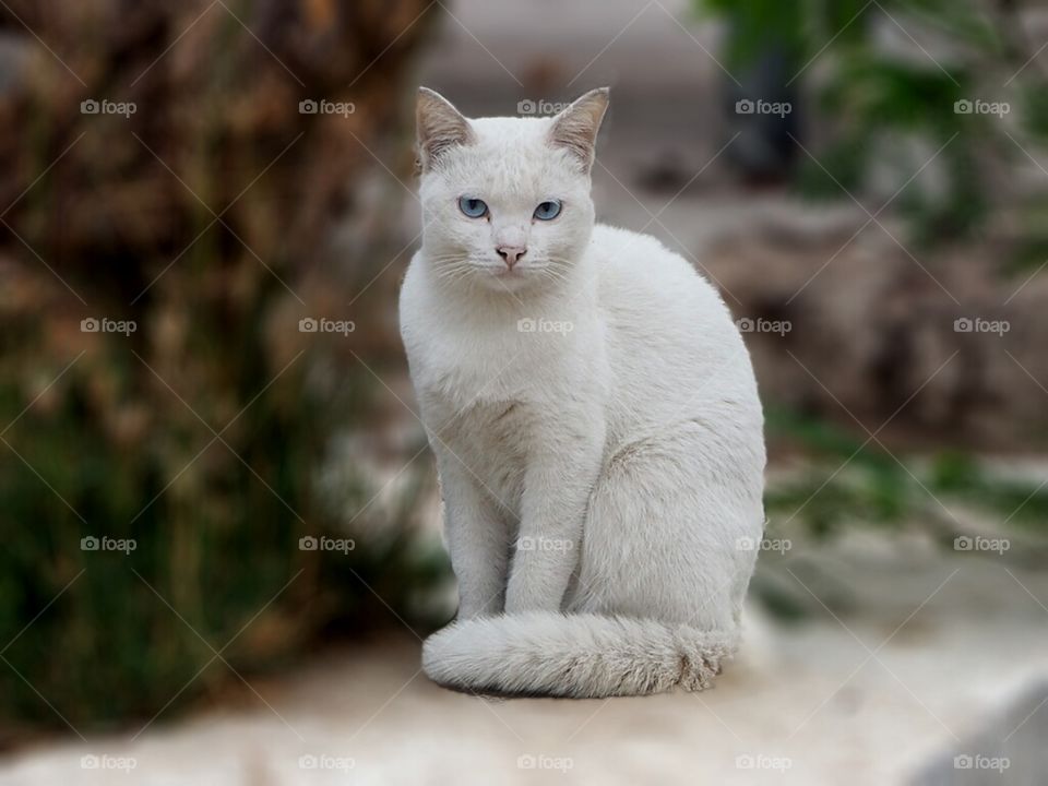 Cute cat.. Cute cat sat  on stone.