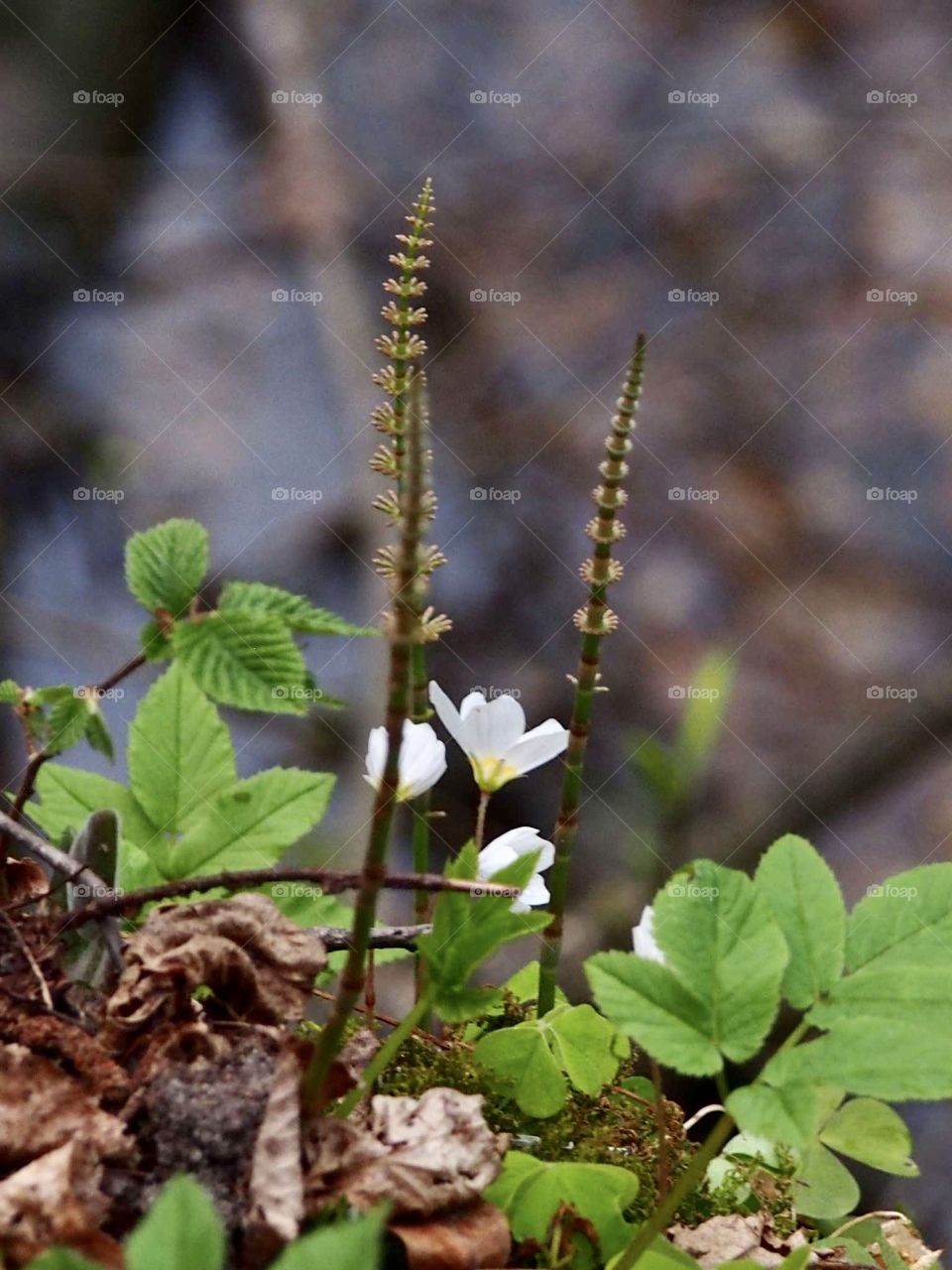 Forest in the evening