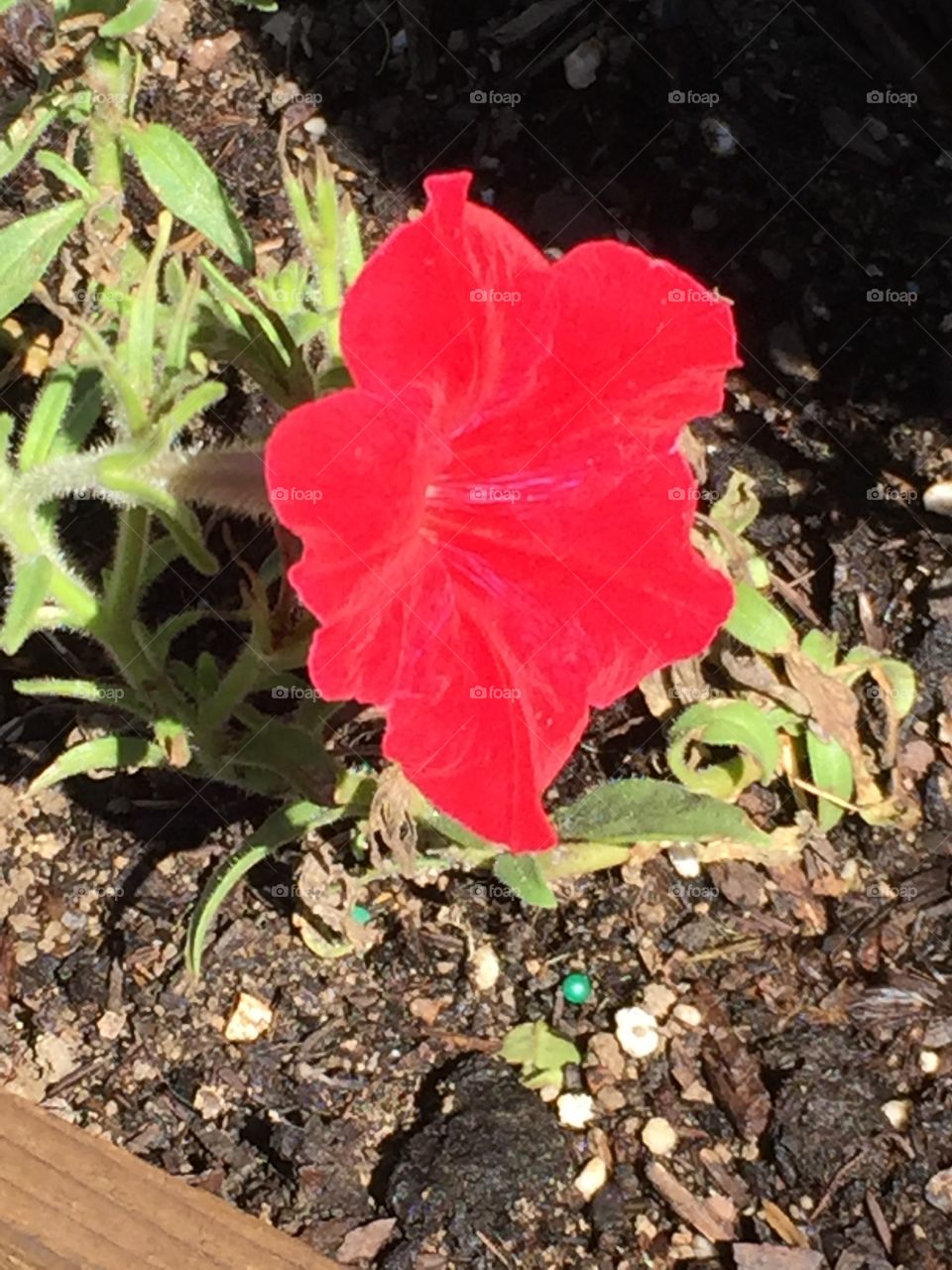 Red flower