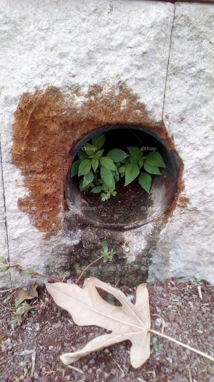 Nature can be found everywhere.
A little plant has grown in drainage pipe.
Life is stonger than anything.
Is beautiful to see that.