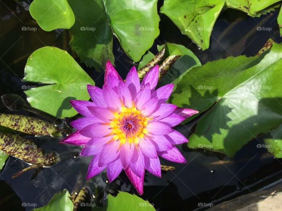 Purple lily pad flower I saw in a pond in humble Texas at a flower garden