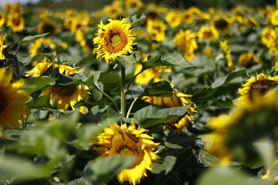  sunflowers