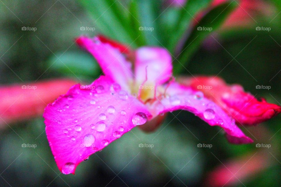dancing the beautiful flower on the rain