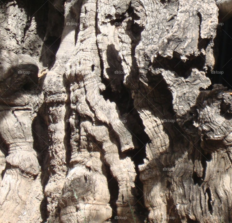 trunk of an old tree in Jerusalem