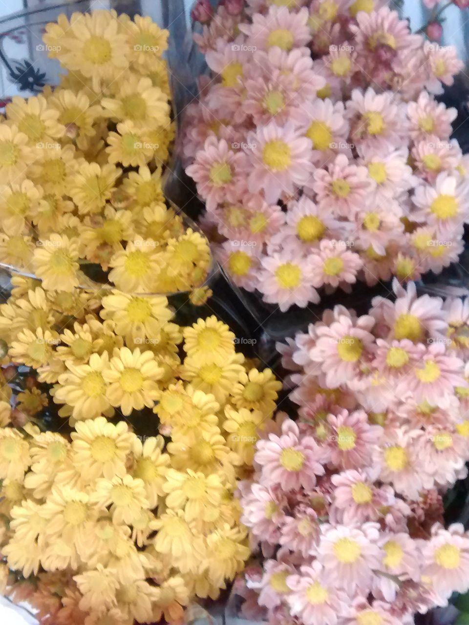 division de flowers