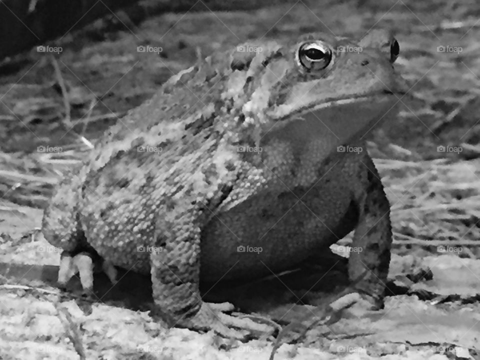 A black and white portrait of a toad.