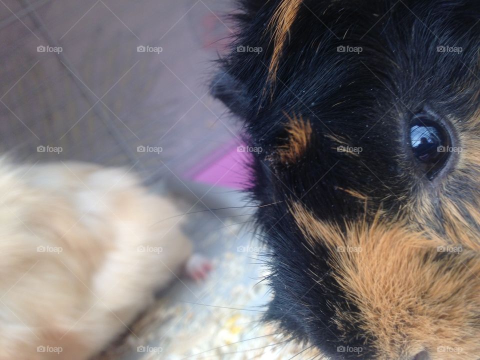 🐷Guinea Pigs🐷