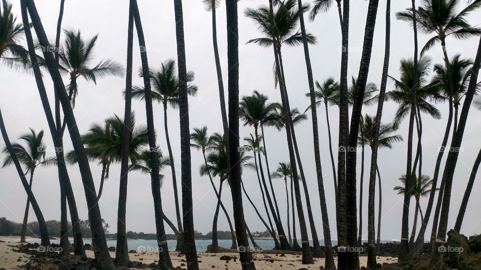 Palm trees in Hawaii