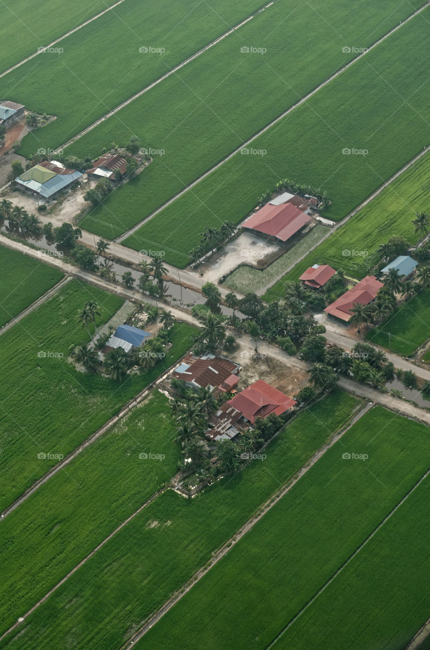 Farmers homes bordering their freshly planted rice fields 