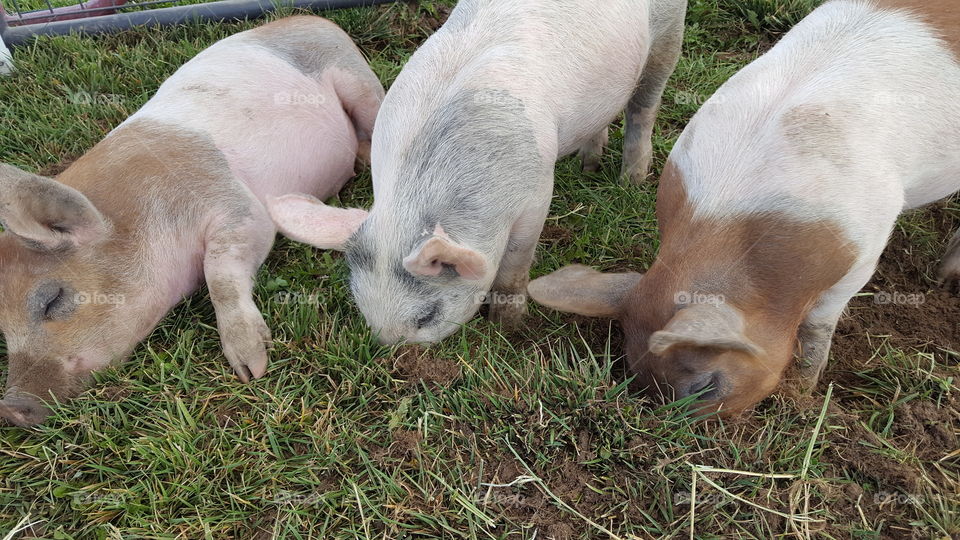 baby pigs