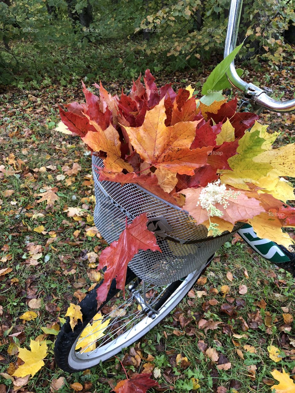 Fall colors 🍁