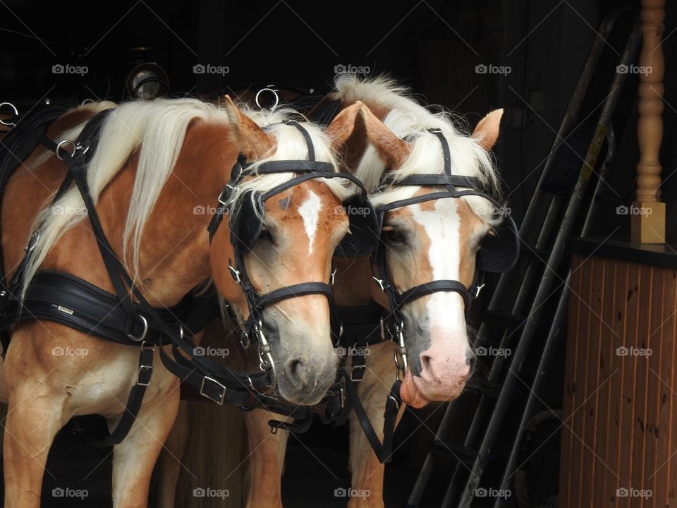 Old horses