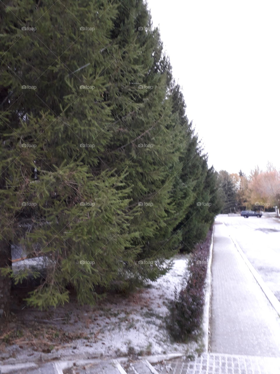 Tree, Winter, No Person, Snow, Wood