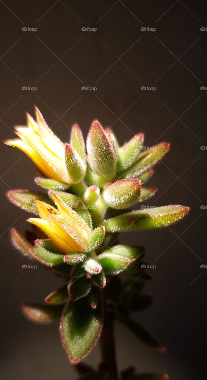 beautiful soft and delicate succulent plant