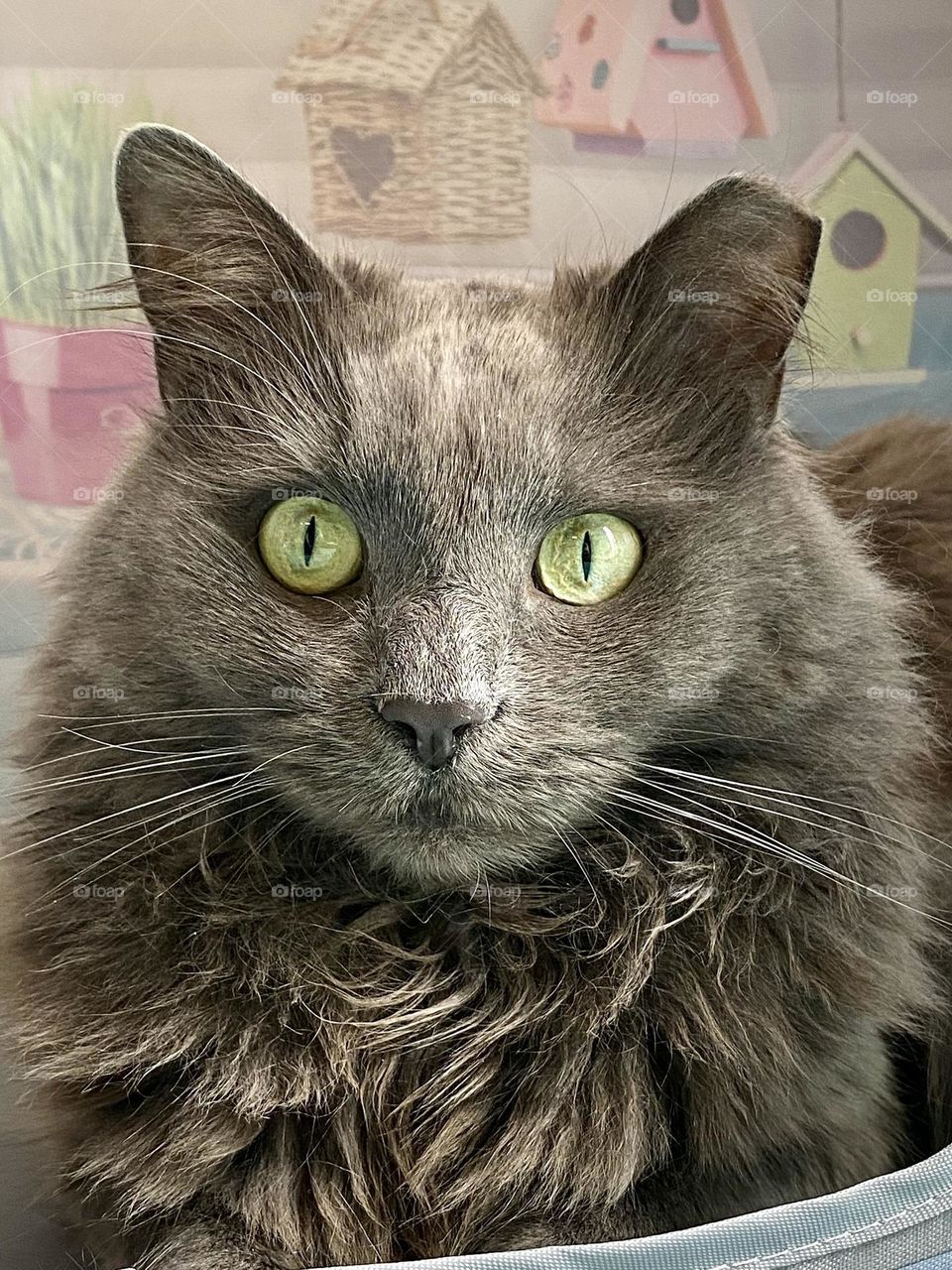 A close-up of a fluffy grey cat with an ear tip