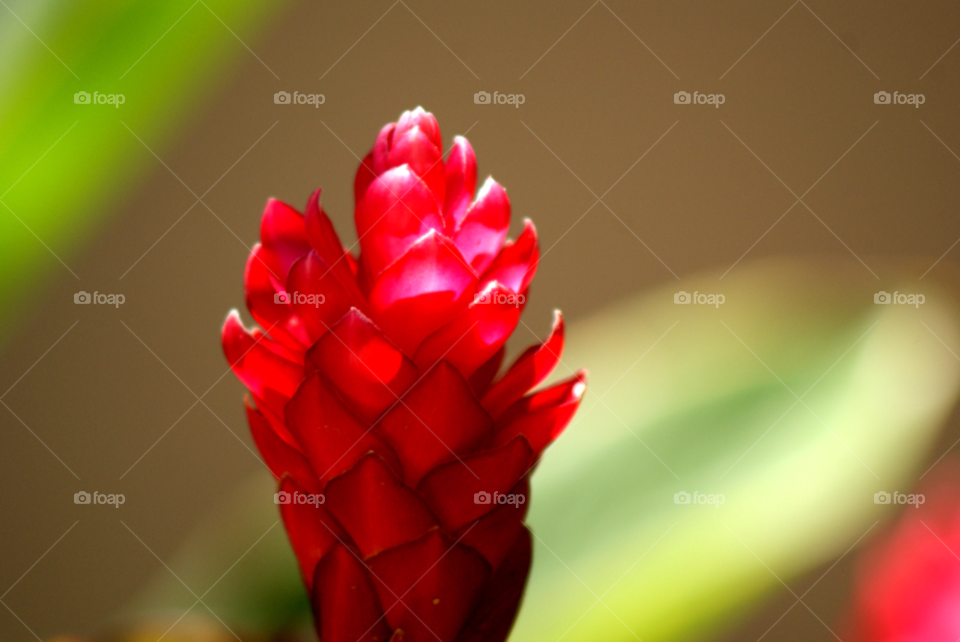 Nature, No Person, Flower, Leaf, Bright