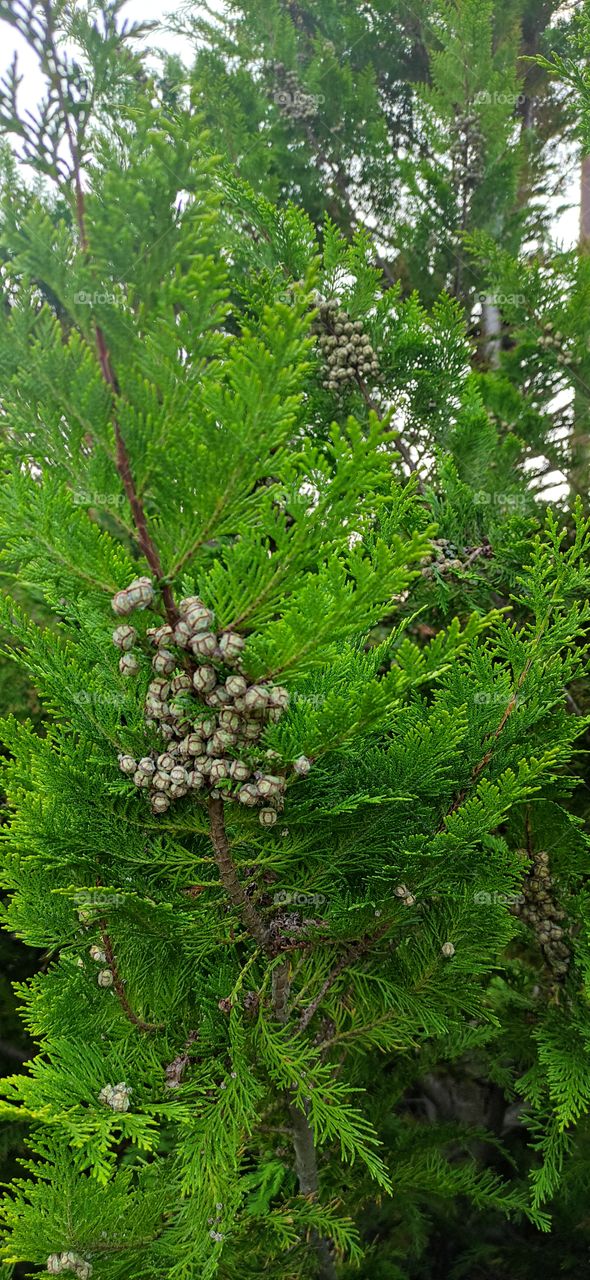 One of my favorite plants is cypress. An evergreen tree with beautiful cones. The photo was taken in the park in the environment of Abrau-Dyurso