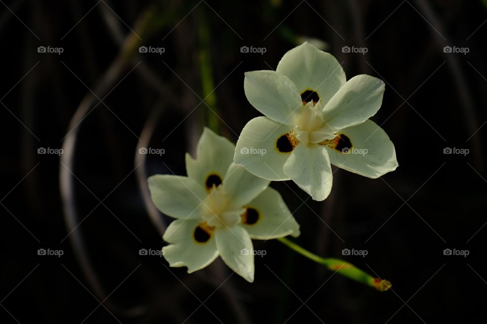 Wildflowers 