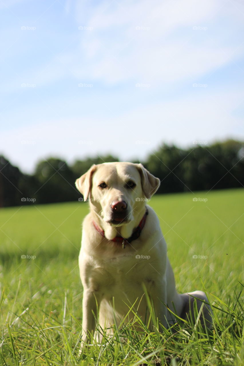 Portrait of a dog sitting on grassy field
