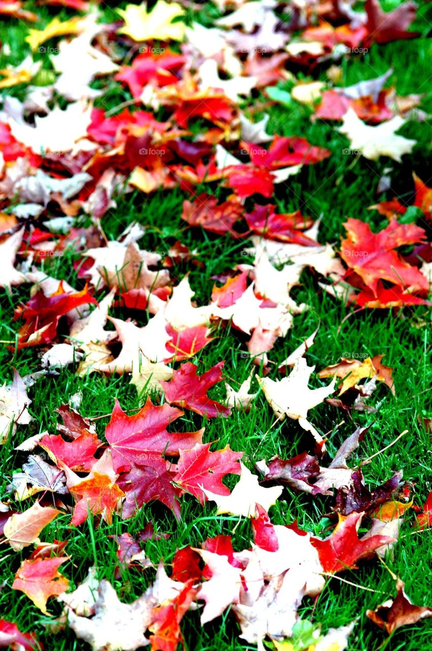 Falling leafs. Fall time in Maine