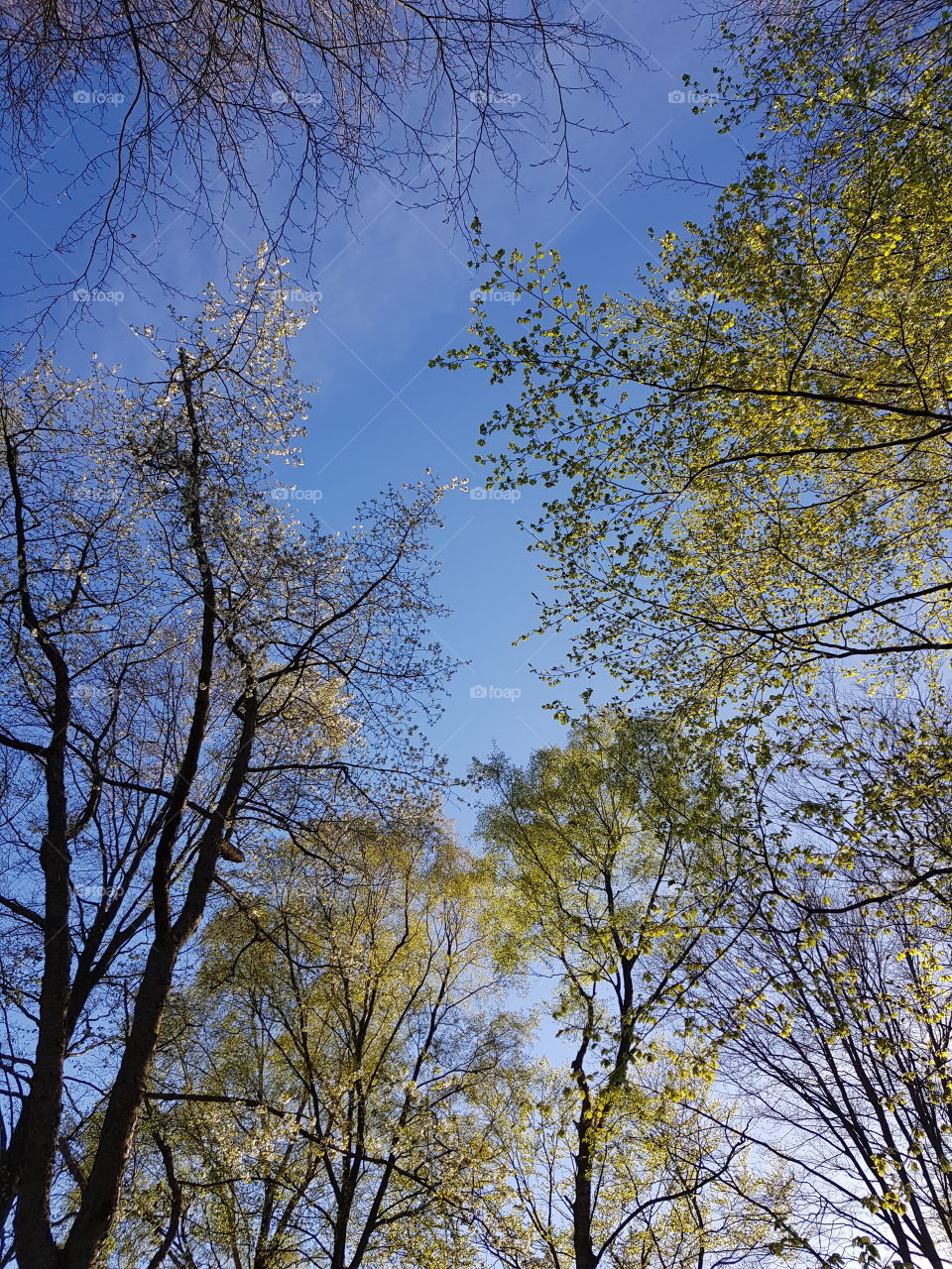 Treetops and blue sky