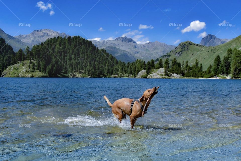 dog playing in mountain lake.