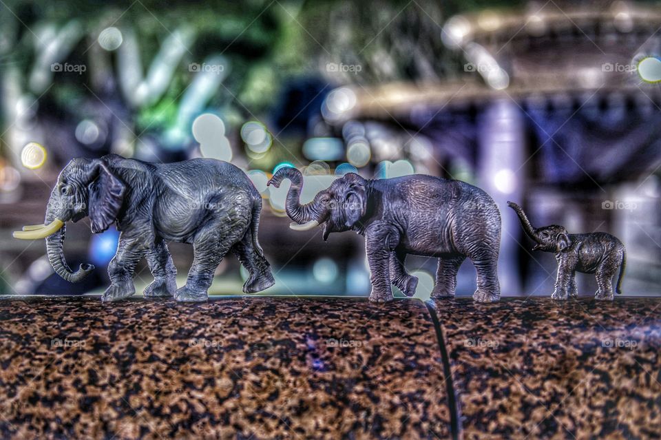 elephants