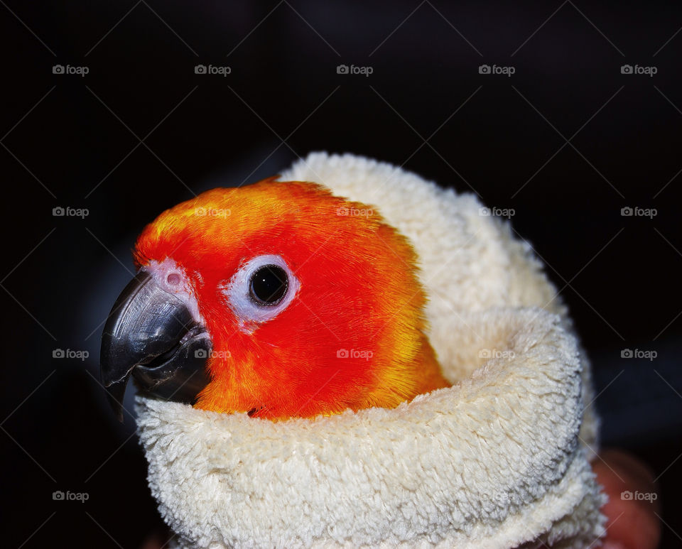 sun blanket parrot conure by delvec