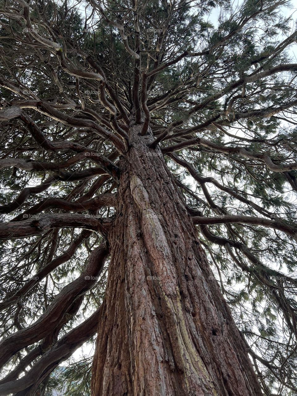 Incredible tree on Vancouver Island 