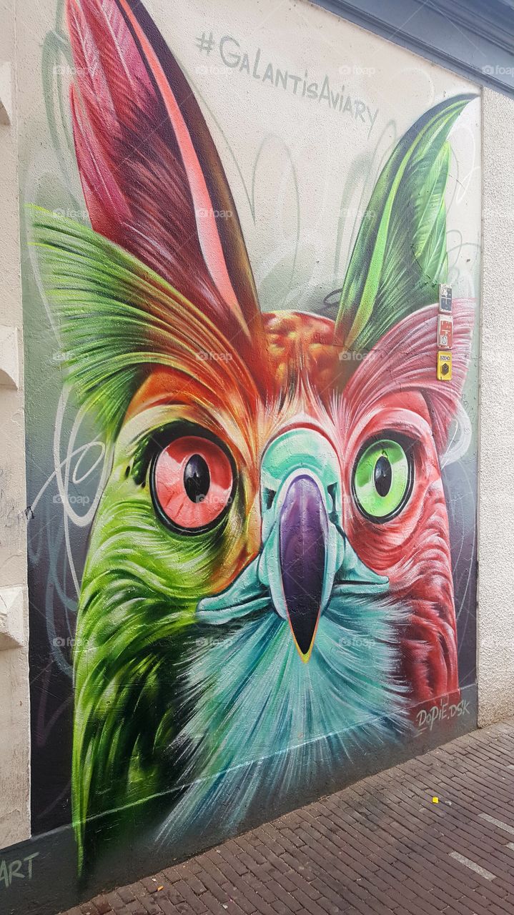 eyes bird owl colors Graffiti