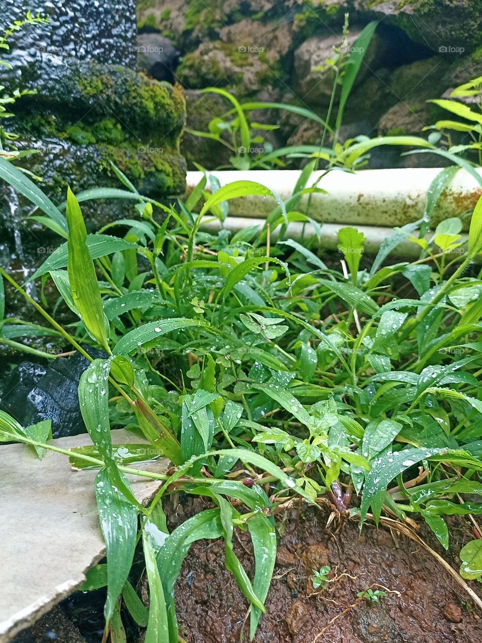 Portrait of wet greenery, perhaps from rain or dew, against a backdrop of rocks and pipes